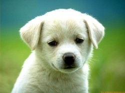 Imágenes para publicidad bajadas de Internet 2 Perrito grande