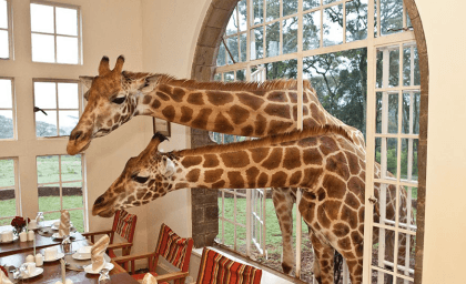 Hoteles asombrosos ¡Tienes que verlos para creerlo! 29 haute-today-giraffe-manor-2