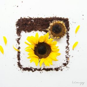 Las flores de Lim Zhi Wei: Arte al natural 33 10387794_1416020205340428_1780050828_n