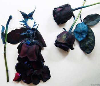 Las flores de Lim Zhi Wei: Arte al natural 31 Maleficent-black-dyed-rose-and-watercolor-on-paper-2014